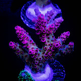 WWC Jello Shot Acro