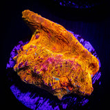 LRO Soul Stone Chalice