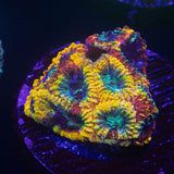 Yellow Submarine Favia