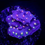 PEA Scrolling Cyphastrea RARE