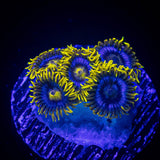 Smurfette Zoas