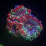 Razzleberry Acan