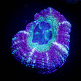 Fruit Tart Asian Acan