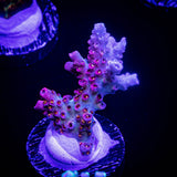 WWC Jello Shot Acro