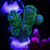 Pocillopora