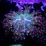 Pink Frogspawn