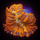 LRO Agent Orange Rhodactis SUPER BRIGHT