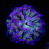 Blue Tip Hammer