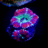 LRO Berrylicious Asian Acan