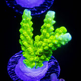 Bali Green Slimer Acro