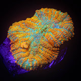 Caribbean Crush Rhodactis