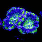 Green Rim Acan