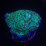 Polka Dot Discosoma