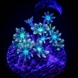 Yellow Tip Clove Polyps