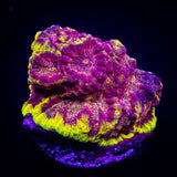 WWC Blood Diamond Favia