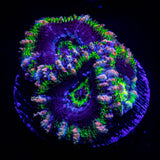 Pink Streak Acan