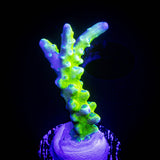 Green Goblin Anacropora