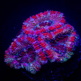 Candy Stripe Acan