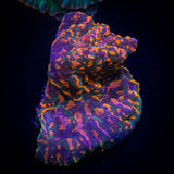 CC Cloudberry Chalice