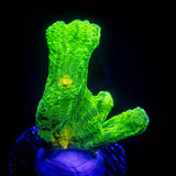 Space Invader Pectinia