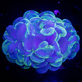 Splatter Bubble Coral