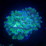 Blue Tip Frogspawn Double