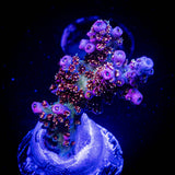 WWC Jello Shot Acro