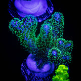 Pocillopora