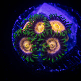 Lazer Lemon Zoas