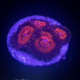 WWC Bloodsucker Zoas