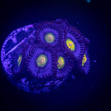 WWC AOI Zoas