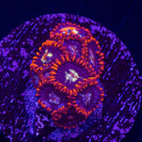 Fire and Ice Zoas