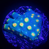 LRO Spongebob Cyphastrea