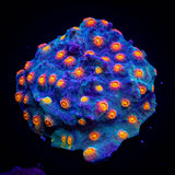 Rainbow Madness Cyphastrea