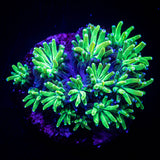 Toxic Galaxea