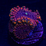 Fairy Fart Zoas
