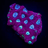Teal Eye Favia