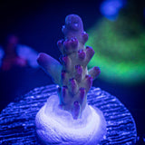LRO Grape Ape