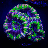 Pink Streak Acan