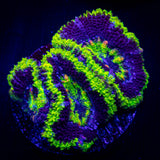 Green Rim Acan