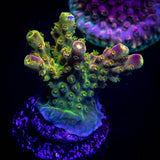 LRO Komodo Island Acro