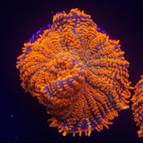 Superman Rhodactis