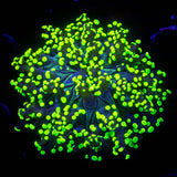 Glowbug Octospawn