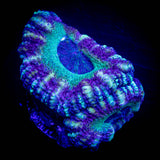 LRO Fruit Tart Asian Acan