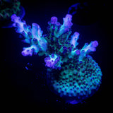 LRO Green Lantern Acro