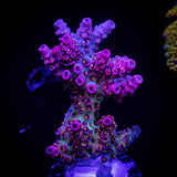 WWC Jello Shot Acro