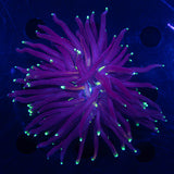 Deepwater Jester Torch