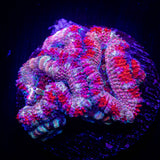 Candy Stripe Acan