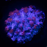 St Thomas Mushroom