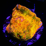 LRO Soul Stone Chalice